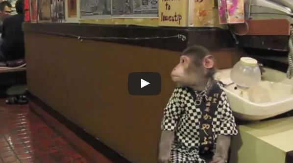 بالفيديو.. القرود تخدم الزبائن في مقاهي اليابان