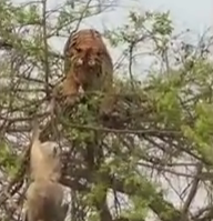 شاهد.. قرد يخدع نمراً جائعاً ويسقطه من فوق شجرة