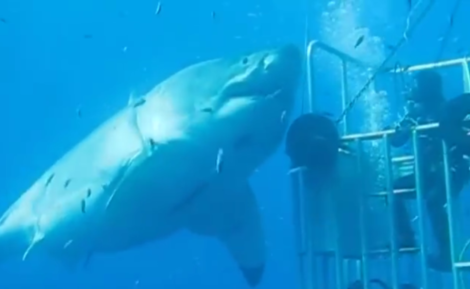بالفيديو.. التقاط مشاهد لواحدة من أضخم أسماك القرش في العالم