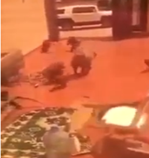 بالفيديو.. قرود تهاجم عائلة بمنتجع في الطائف