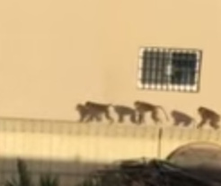 “قرود” تتجول فوق المنازل في أحد أحياء الرياض‎
