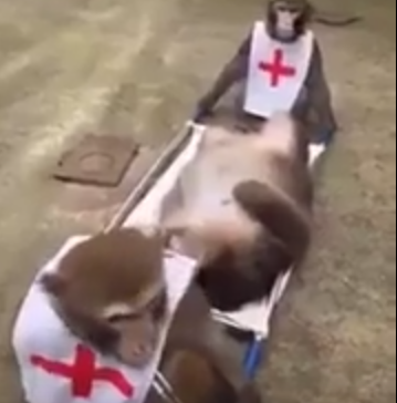 ‫شاهد.. فيديو مضحك لقرود تُدرب على العمل في الإسعاف‬