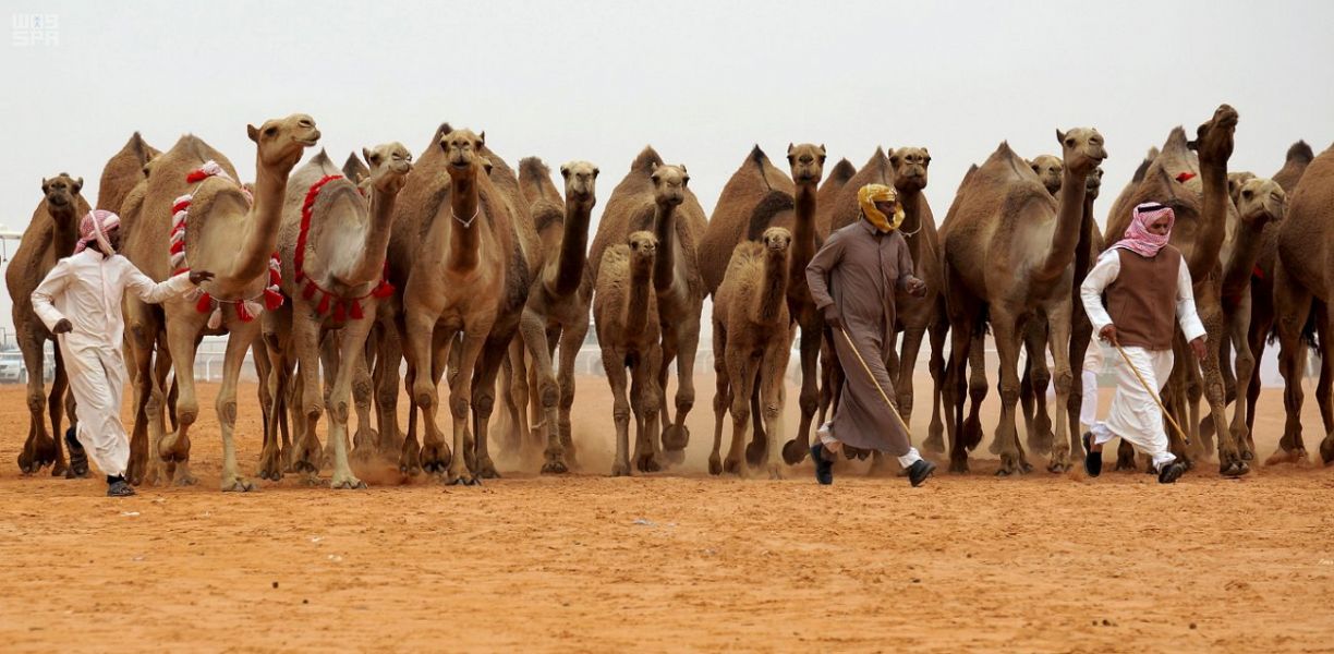 الإبل.. قصة تدبّر لأكفأ الحيوانات استثمارًا للموارد الطبيعية الشحيحة