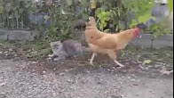شاهد.. قط ودجاجة يتنافسات لاصطياد فأر