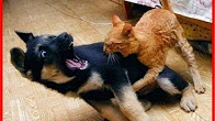 شاهد.. قط مجنون يهاجم الكلاب