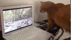 شاهد.. قط يحاول الإمساك بسنجاب داخل شاشة كمبيوتر