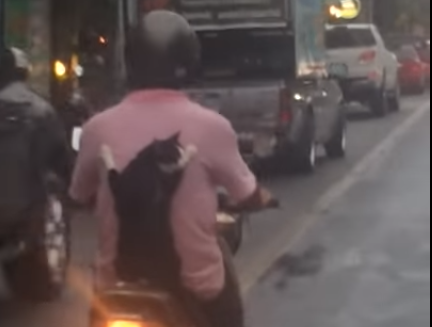 فيديو طريف.. قط يرافق صاحبه على الدراجة النارية كابنه الصغير