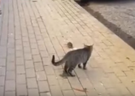 شاهد.. لأول مرة فأر يهاجم قطاً