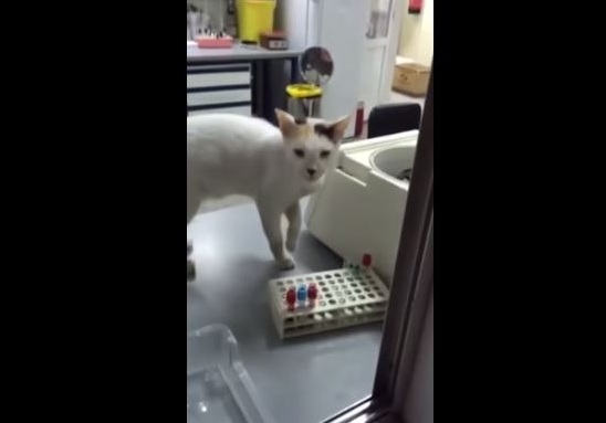 بالفيديو.. قط يتجول في مختبر مستشفى بمكة المكرمة