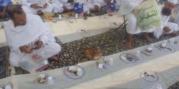 مشهد أمن وأمان في المسجد الحرام .. قطة تحجز مكانا لها بين الصائمين