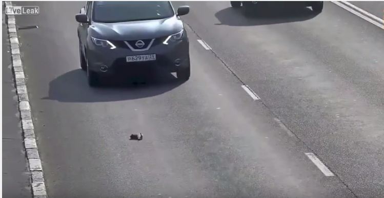شاهد.. أوقف سيارته لإنقاذ حياة قطة أُصيبت على طريق سريع في روسيا