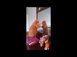شاهد.. قطة تتصارع مع نفسها في المرآة
