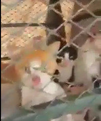 أمانة #جدة : هذه حقيقة فيديو قطط المطعم!