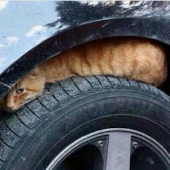 شاهد.. أين تحتمي القطط داخل سيارتك من البرد؟