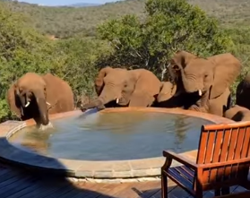 شاهد.. قطيع فيلة يقتحم منزلا لشرب المياه