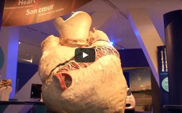بالفيديو.. متحف كندي يعرض العضو الأكبر في الجسم بالعالم