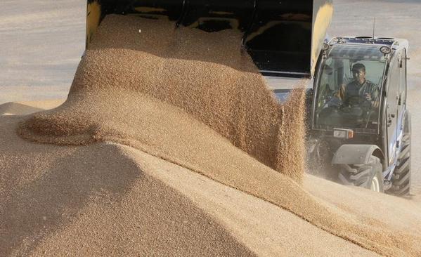 السعودية تطرح مناقصة لشراء 495 ألف طن من القمح