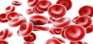 مفاجأة علمية.. اكتشاف 4 أنواع جديدة من خلايا الدم