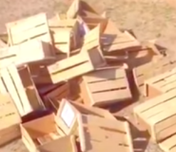بالفيديو.. تجار يُلقون الفقع في الصحراء لرفع سعره