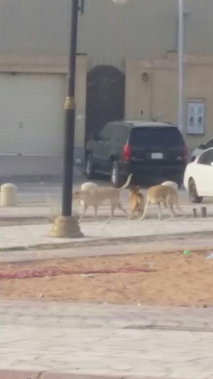 الكلاب الضالة تسيطر على الدار البيضاء في الرياض.. أمراض وروائح وكوارث منتظرة!