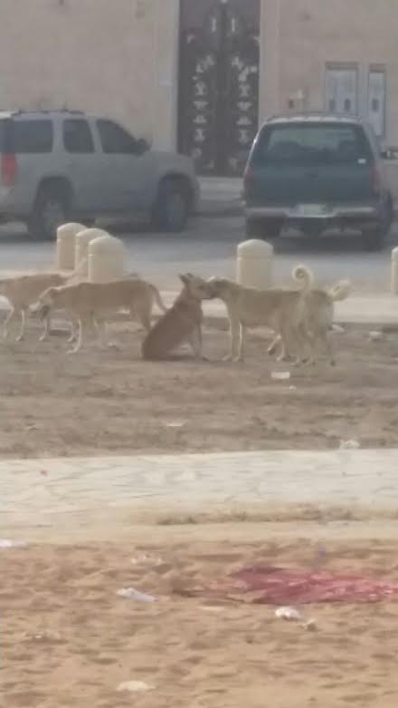 مواطن ينقذ طفلاً من بين أنياب الكلاب الضالة في خميس مشيط