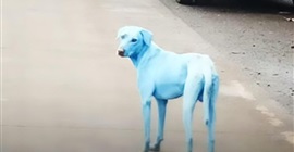 ليست فوتوشوب.. ما سر هذه الكلاب الزرقاء؟