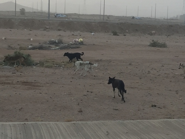 بالصور.. مخاوف من تكرار مأساة طفل القصيم