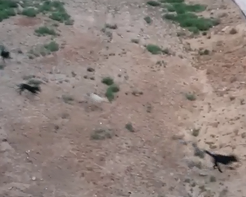 بالفيديو.. “المواطن” ترصد ذعر سكان حي شمال البكيرية من الكلاب الضالة
