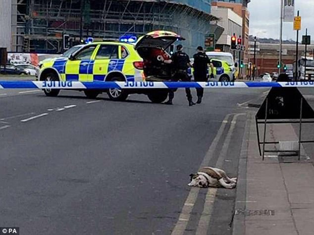 حرب شوارع بين الشرطة البريطانية وكلاب.. شاهد كيف انتهت؟