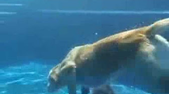 شاهد.. كلبٌ وفيٌّ يقفز في الماء لإنقاذ صديقه
