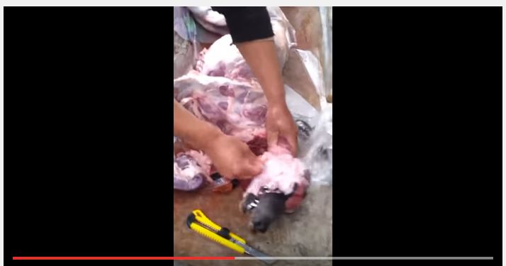 بالفيديو.. عمال مطعم يذبحون كلبًا ويجهزونه للطهي