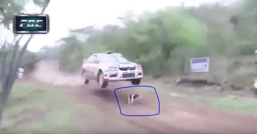 شاهد.. براعة سائق تنقذ كلباً من الموت المُحقّق في حلبة السباق