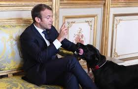 فعل فاضح لكلب الرئيس الفرنسي خلال اجتماع في الإليزيه