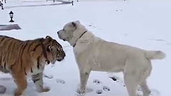 شاهد.. كلب يواجه نمراً بشجاعة فائقة