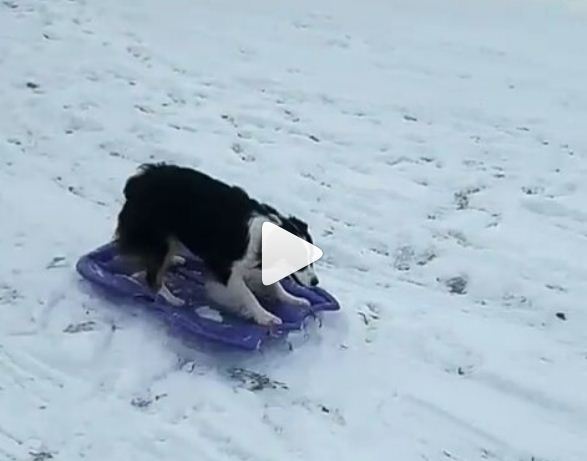 بالفيديو.. براعة كلب في التزلج على الجليد