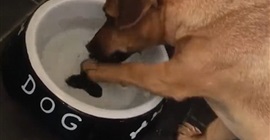 شاهد.. ماذا فعل كلب يحاول امساك عظمة “وهمية” داخل طبق؟