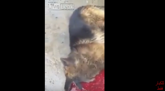 فيديو مروع.. كلب يلتقط لعبة نارية مشتعلة فتفجر رأسه