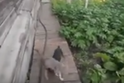 فيديو مثير.. كلب ينقذ قطة “مخمورة” من السقوط