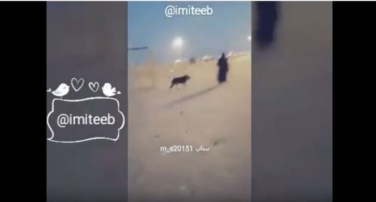 بالفيديو.. شاب يحرّض كلبه على النساء والمتنزهين بشاطئ نصف القمر بالخبر