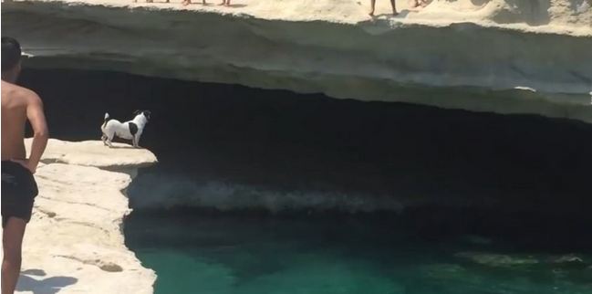 بالفيديو..كلب مغامر يقلد السباحين في مالطا ويظهر مهاراته العالية
