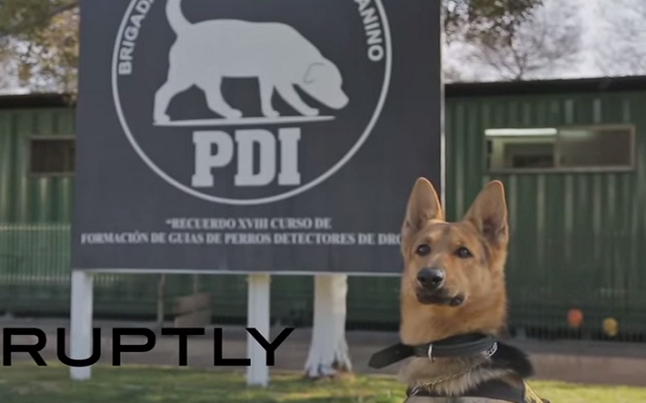 شاهد مهارات الكلب البوليسي الروسي في مكافحة الجريمة في شيلي