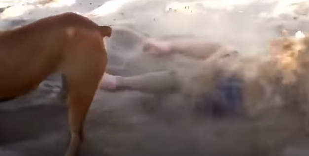 بالفيديو.. كلب ينتقم من طفلة أيقظته من النوم بطريقة عنيفة