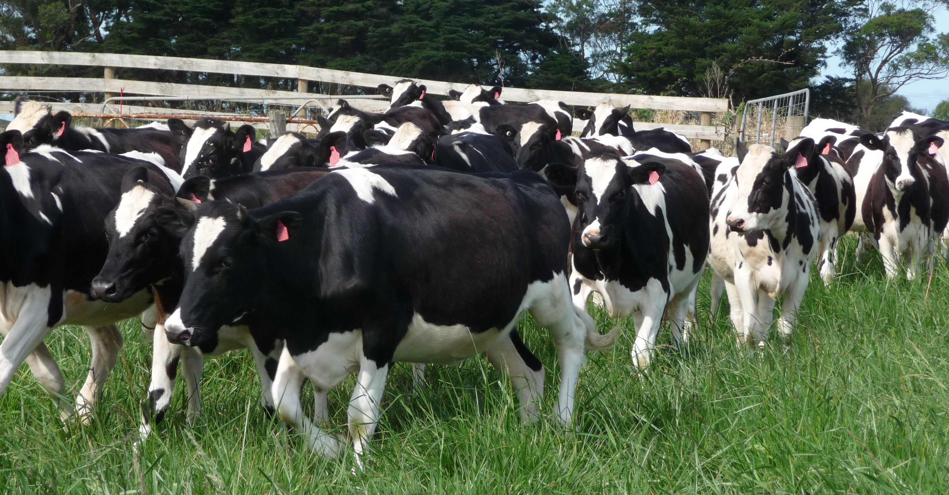 رفع الحظر عن استيراد الأبقار والماعز والضأن من أثيوبيا
