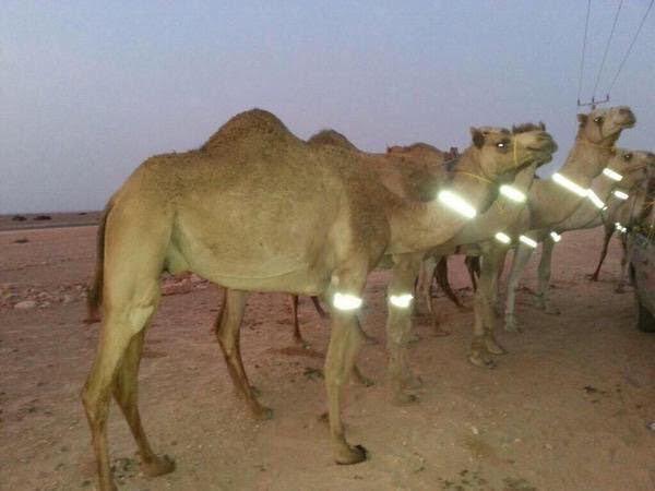 تغيب للإبل وللشريحة في مهرجان الملك عبد العزيز