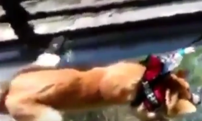 بالفيديو.. لحظات قاسية لكلب يخاف من المرتفعات.. أجبره صاحبه على العبور فوق ممر زجاجي!