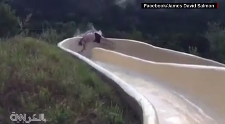 بالفيديو.. أمريكي ينهي تزلجه على أفعوانية مائية عملاقة بكابوس مخيف