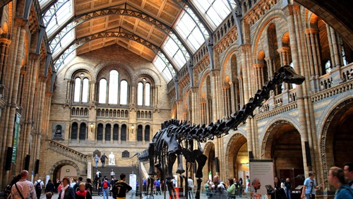 طفل يكتشف خطأ في متحف التاريخ الطبيعي في بريطانيا!