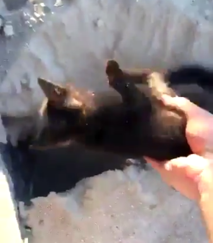 مدني الخفجي ينقذ قطة عُلِّقَت بمحول كهربائي
