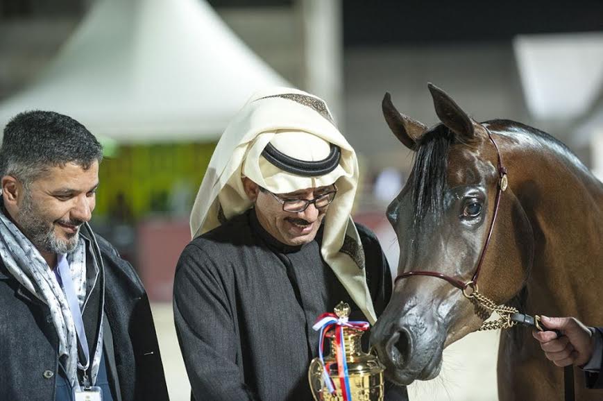 مربط المعود يعانق التفوق في بطولة الرياض لجَمال الخيل العربية