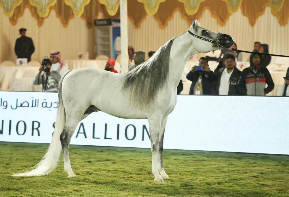 قابل عذبة يحصد ذهبية جمال الخيل العربية والفضية إلى شيرين